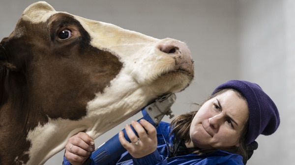Deidra Bollinger of Lancaster County shaves Rozabel red and white dairy cow at the annual Pennsylvania Farm Show in Harrisburg, Pa., Wednesday, Jan. 11, 2023.